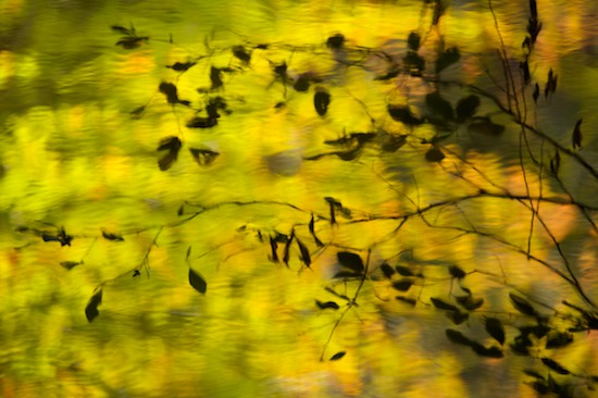 Abstract;Abstractions;Autumn;Chatsworth;Chattahoochee National Forest;Contour;Fall;Foliage;Form;Georgia;Gold;Green;Holly Creek;Holly Creek Preserve;Leaf;Leafy;Leaves;Orange;Outline;Patterns;Profile;Reflection;Reflections;Shadow;Shape;Shapes;Silhouette;Textures;Vein;Water;Yellow